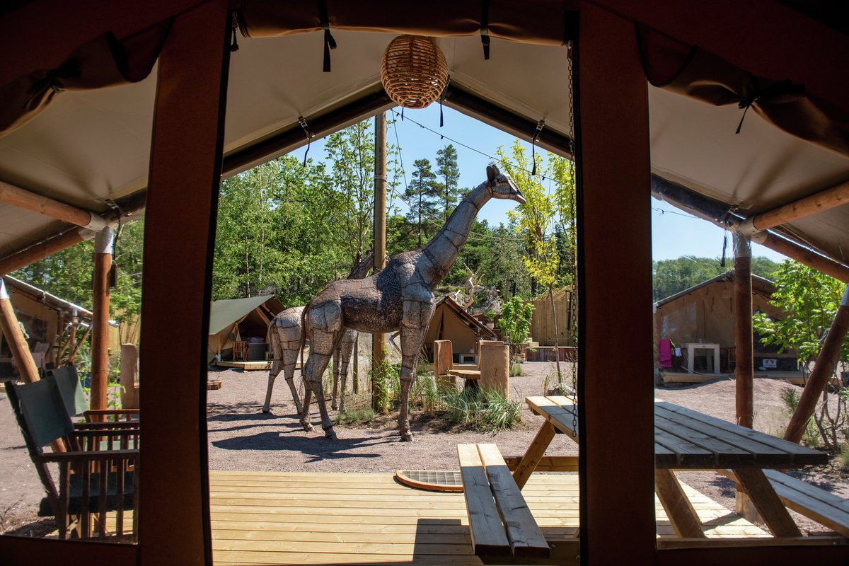 Safaricamp Dyreparken med giraff